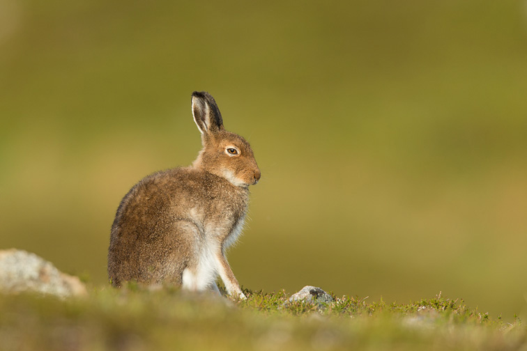 Mountain Hare (lepus timidus) sitting on heather moorland in early morning sunlight